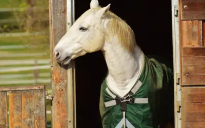 Rules for transporting horses in horseboxes and trailers